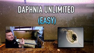 How I Raise Daphnia Water Fleas And You Can Too [upl. by Fernand]