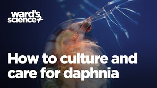 Caring and Culturing for Daphnia [upl. by Silverstein]