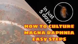 How to Culture Magna Daphnia Easily [upl. by Adlay167]