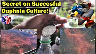 How to Culture Daphnia Successfully [upl. by Yanel]