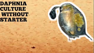 HOW TO CULTURE DAPHNIA NATURALLY WITHOUT A STARTER [upl. by Sanburn397]