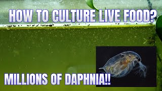 How to Culture Daphnia Secret Method to Breed MILLIONS  Simply Aquatic [upl. by Jacobine]