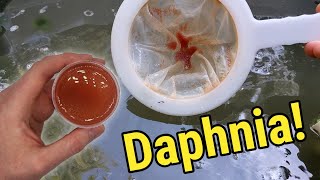 How I Culture Daphnia In Outdoor Tubs [upl. by Elyl]