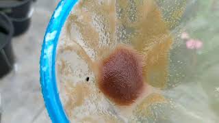 How to culture daphnia moina in a small container Part 1 English Subtitle [upl. by Neetsyrk]