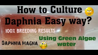 Daphnia MagnaHow to Culture Daphnia Easy wayCulturing Daphnia using Green water Daphnia [upl. by Enerol29]