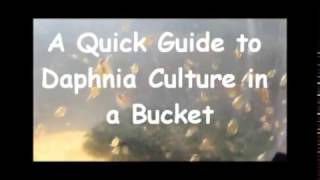 How to culture daphnia outside [upl. by Perlman]