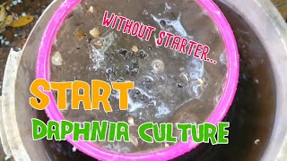 How to culture daphnia moina the easy way 1  Starting the Daphnia culture [upl. by Brozak169]