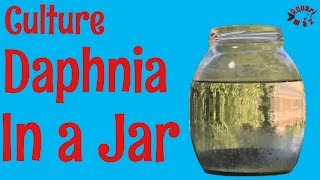 How to Culture Daphnia in a Jar [upl. by Aihsela536]