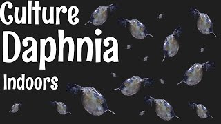 How to Culture Daphnia [upl. by Ashwin]