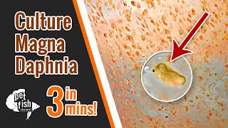 How to culture DAPHNIA MAGNA  The easy way [upl. by Egwin866]