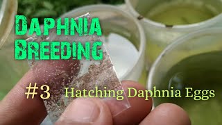 Daphnia Culture made simple and easy 3  Hatching Daphnia eggs [upl. by Eneleuqcaj235]