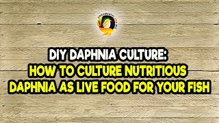 DIY Daphnia Culture How to Culture Nutritious Daphnia as Live Food for Your Fish [upl. by Arabella]