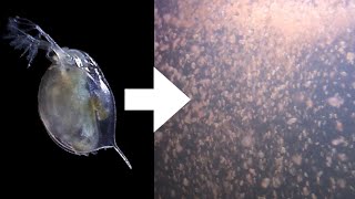 How I Culture Daphnia [upl. by Humo]