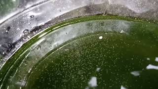 DAPHNIA MOINA CULTURE IN A SMALL BUCKET [upl. by Felecia472]