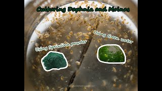 How To Culture Daphnia and Moinas using Green Water Spirulina powder [upl. by Laufer]