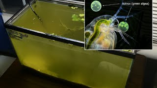 Raising Daphnia for the Freshwater Aquarium [upl. by Yntirb]