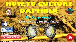 HOW TO CULTURE DAPHNIA In Easy Way [upl. by Leseil664]